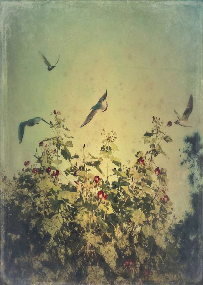 Color photograph 'Freedom'