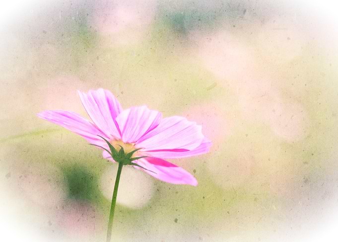 Lovely Pink Cosmos Flower Sunlight Vintage Paper - A be ...