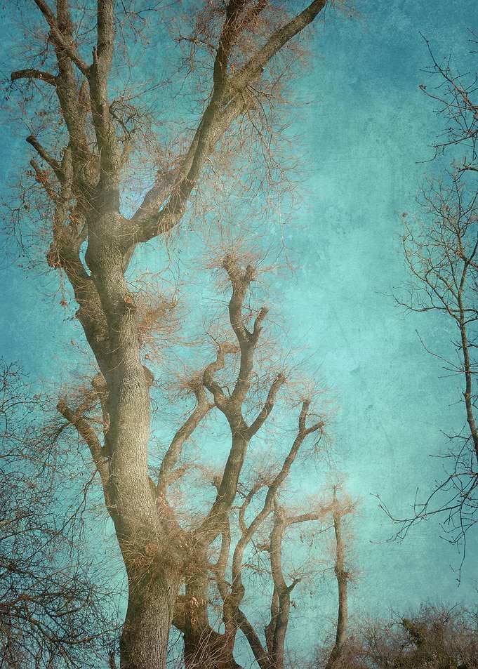 Landscape 15
