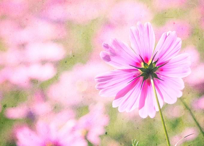 Lovely Pink Cosmos Flower Field Vintage Paper - Beautif ...