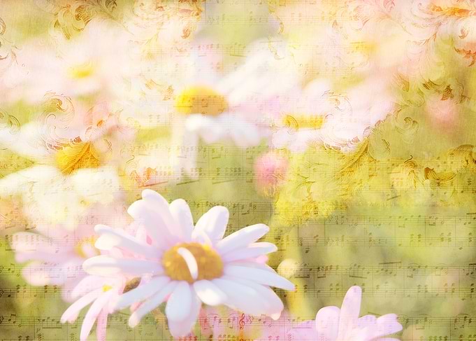 Song of Spring Lovely Pale Pink Daisies Asters - Daisie ...