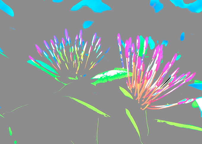 Extracted Flowering Colors on Grey