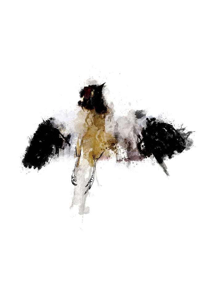 Roadkill, a Mockingbird. Sort of inspired by Harper Lee ...