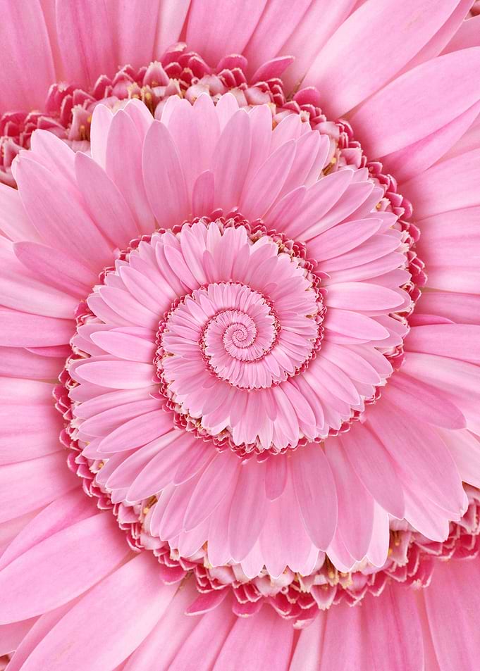 Pink Spiral Gerbera Flower Droste