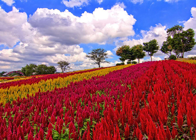 Field of Colorful Plumed Cockscomb Flowers - A field of ...