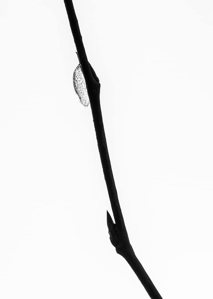 An Icedrop On A Twig