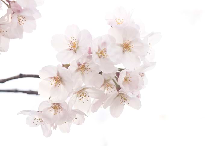 Beautiful White Sakura Cherry Blossoms in Spring - A bu ...
