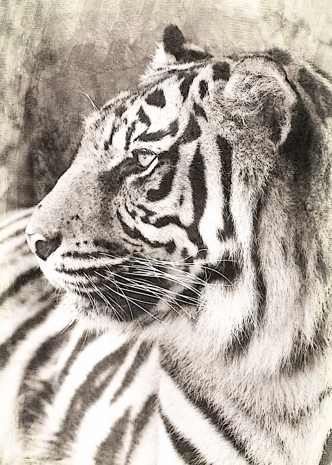 The Sumatran tiger (Panthera tigris sumatrae) is the s ...