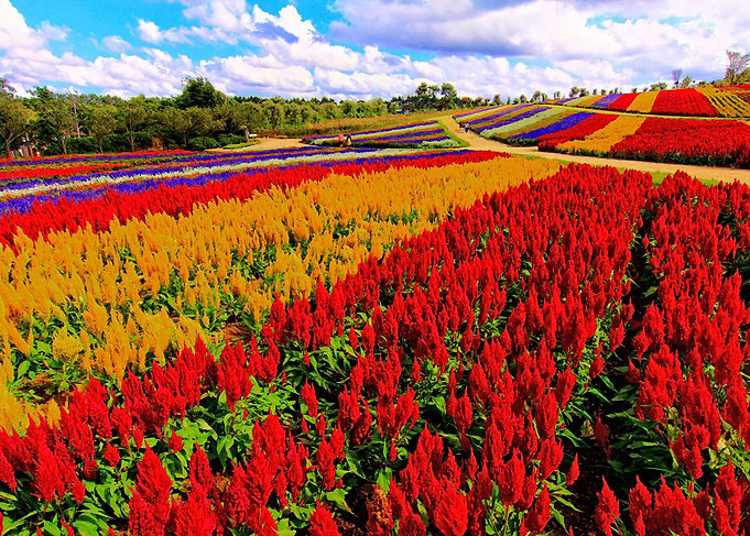 Colorful Plumed Cockscomb Lavender Flower Field - A fie ...