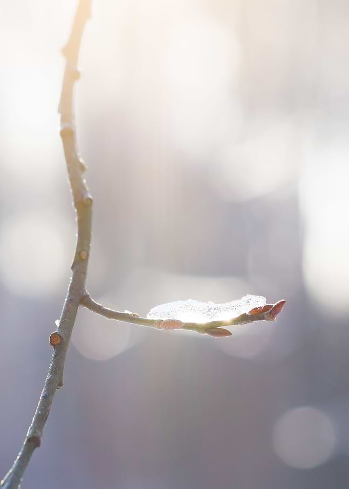 Light Of The First Water