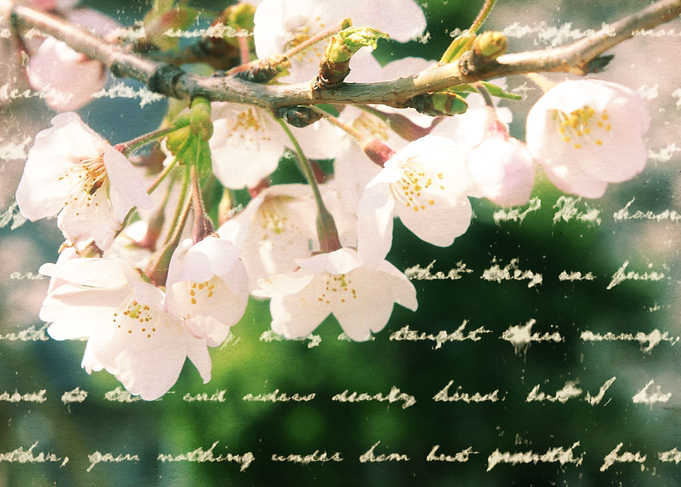 Beautiful Cherry Blossoms Antique Handwritten Letter Ov ...
