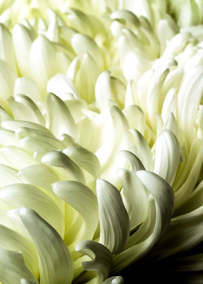 White Peony Flower. Center
