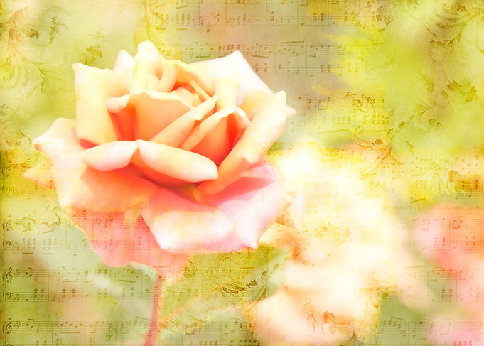 Song of Spring Lovely Pale Orange Rose Music - Lovely H ...