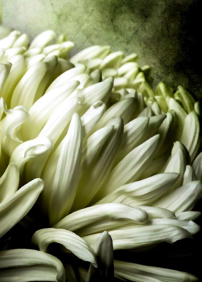 White Peony Flower. Right