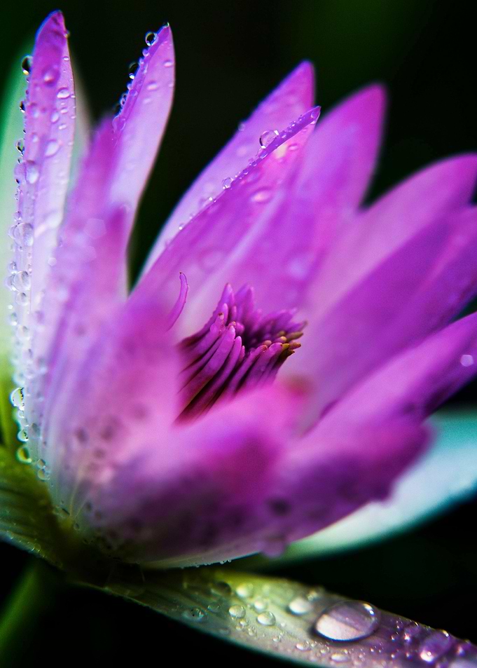 Water Lily with Waterdrops