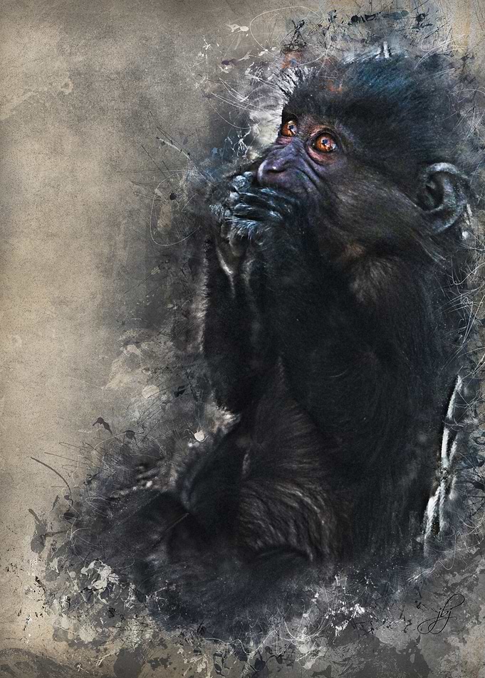 Gorilla