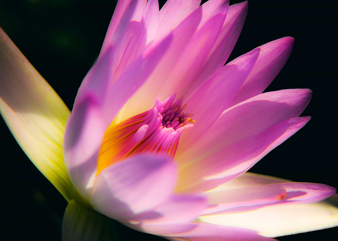 Water Lily Beauty