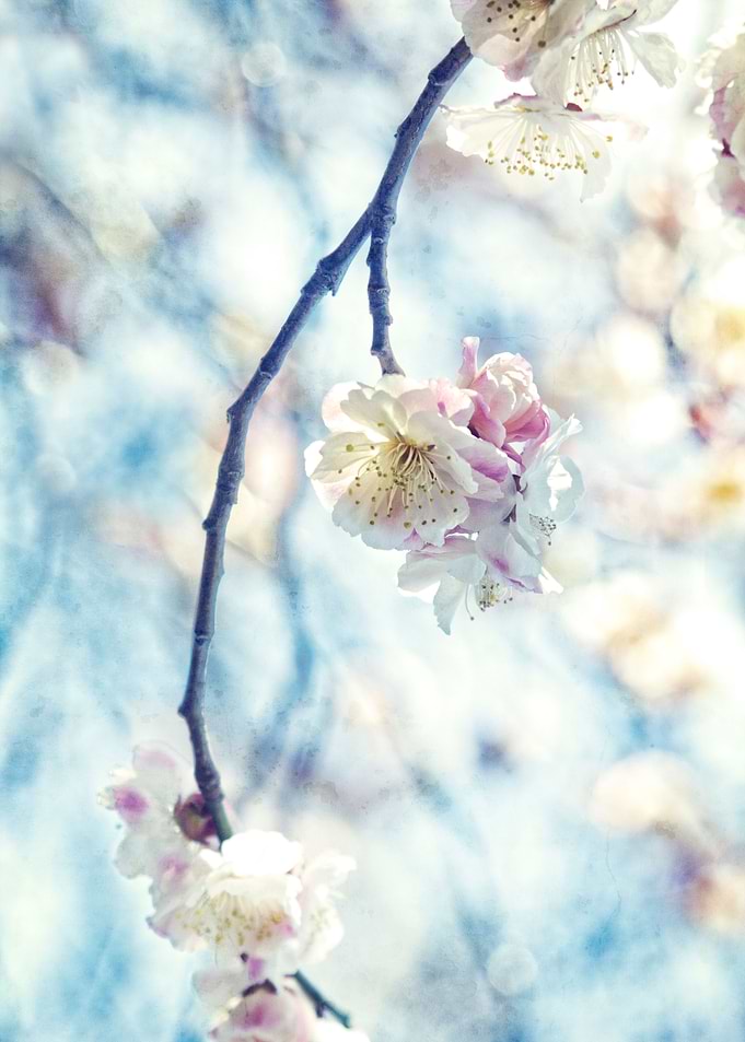 White Pink Plum Blossoms Vintage Concrete Texture - Whi ...