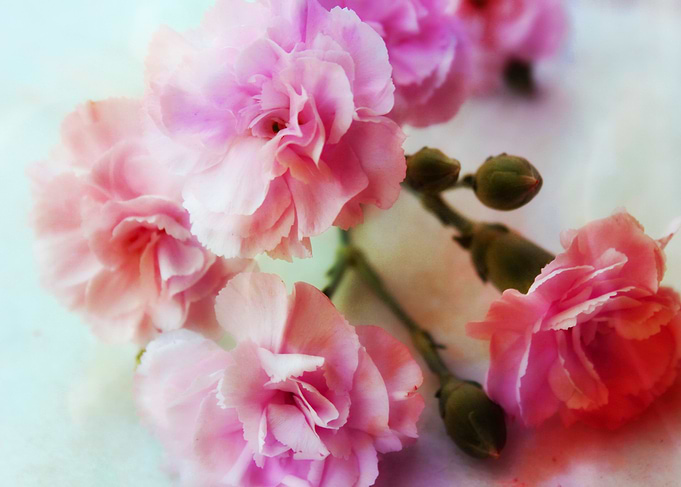 Beautiful soft romantic carnation. The carnation , scie ...