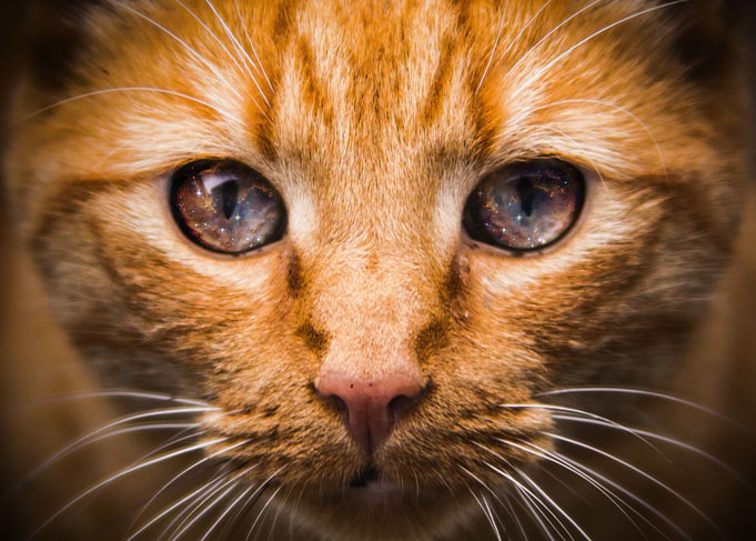 Cat Space Eyes