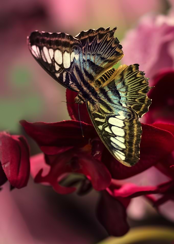 White and blue butterfly sitting on dark pink flowers