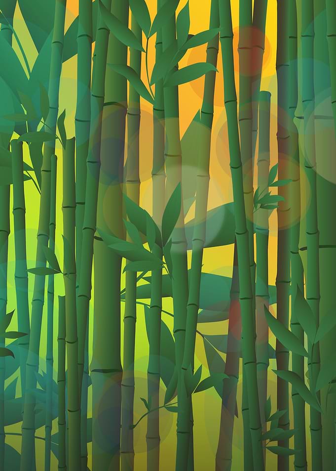 Sunrise at bamboo forest