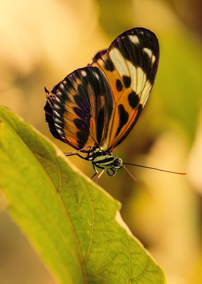 Melinaea ethra butterfly on the leaf