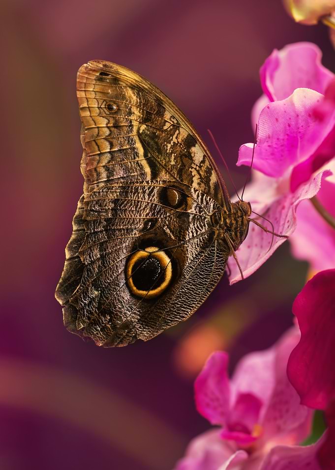 Blue Morpho butterly on pink flowers