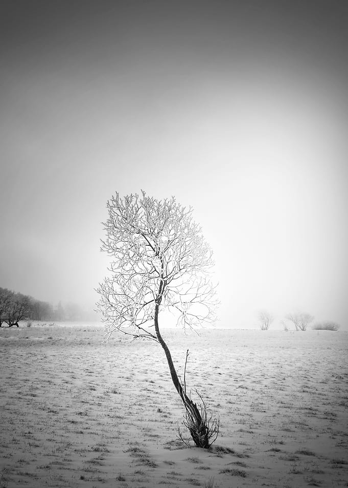 Winter tree
