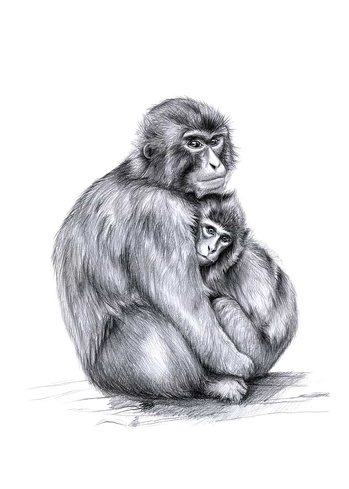 Snow monkey & baby G026 graphite drawing by Svetlana Le ...
