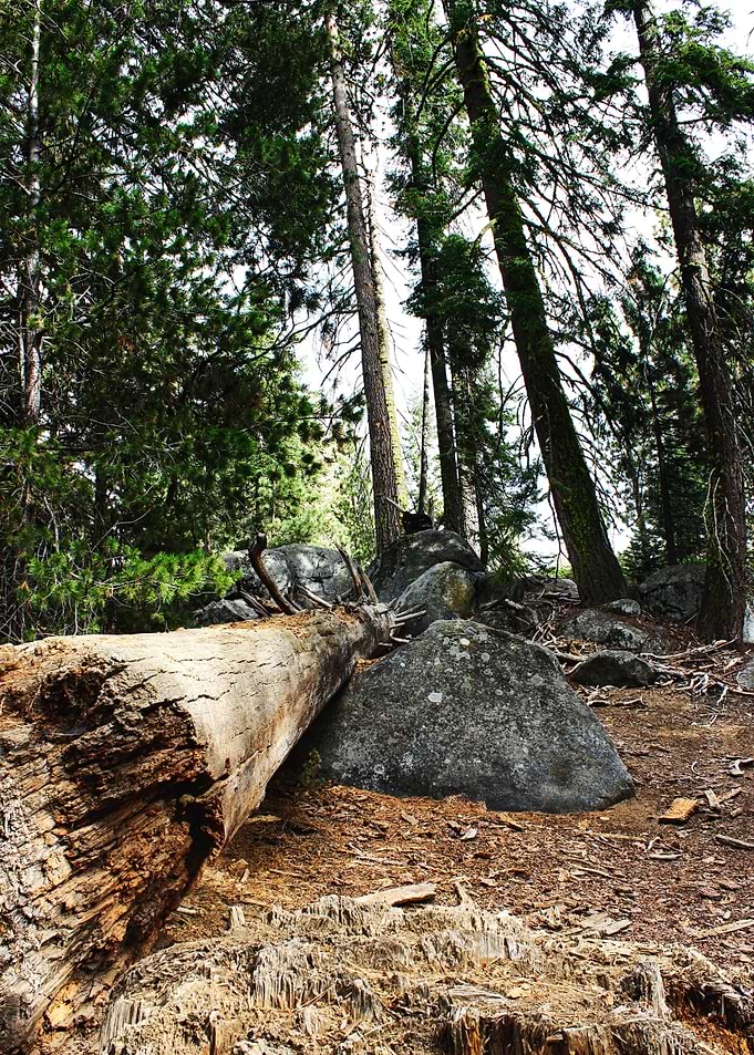 Sequoia National Park