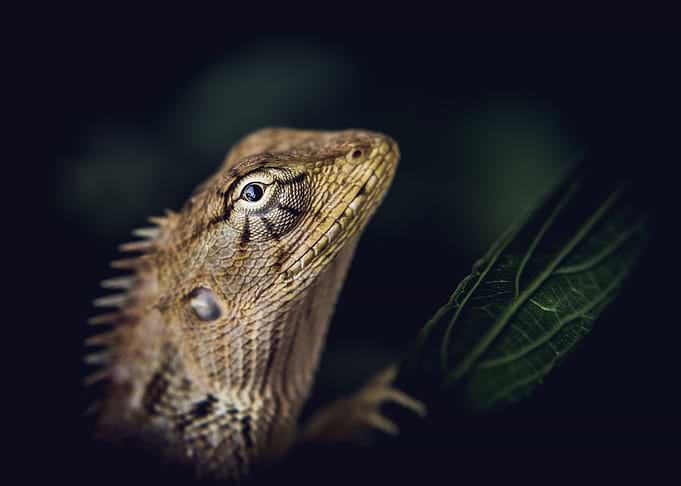 Young leguan posing