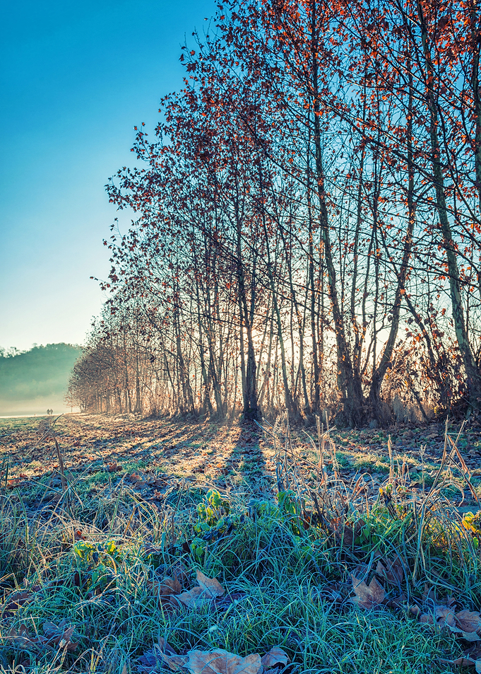 Winter morning, fog, sun and frozen grass