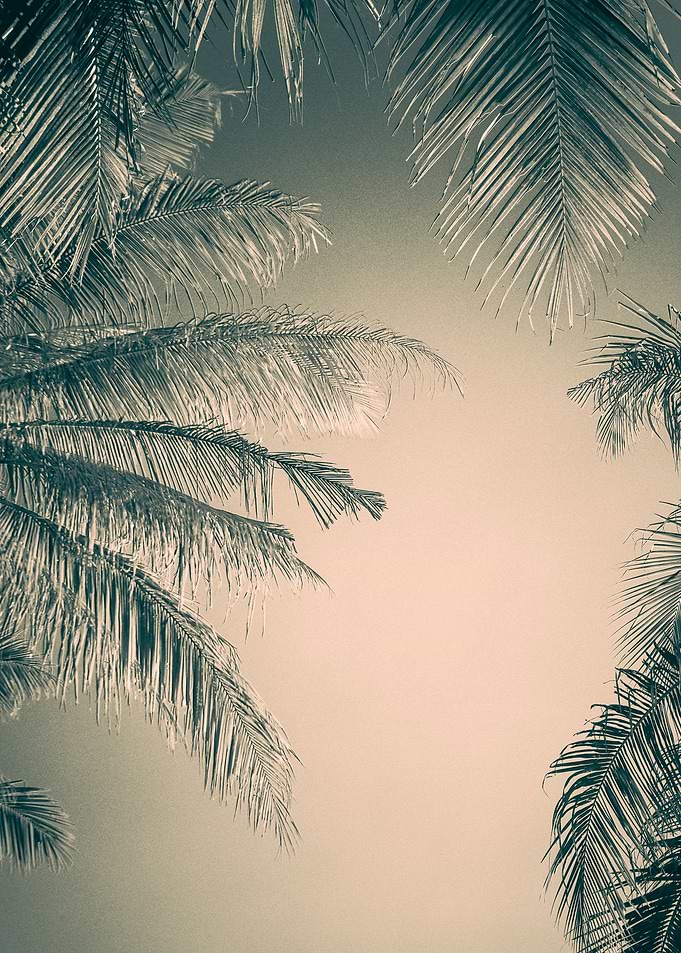 Frame of Coconut leafs