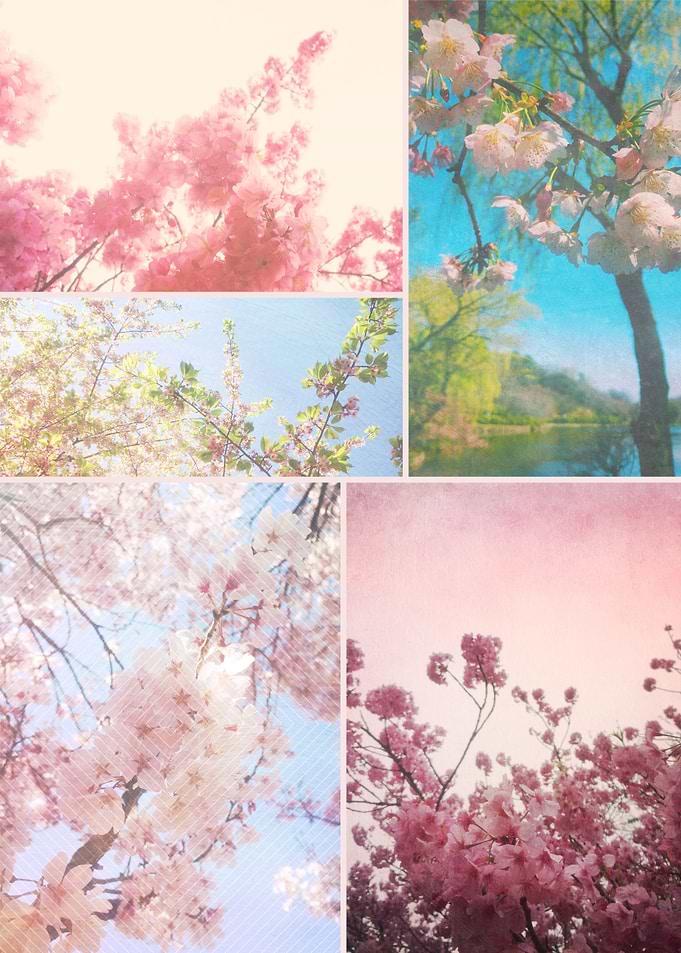 Spring Floral Sakura Collage Pink White Cherry Blossoms ...