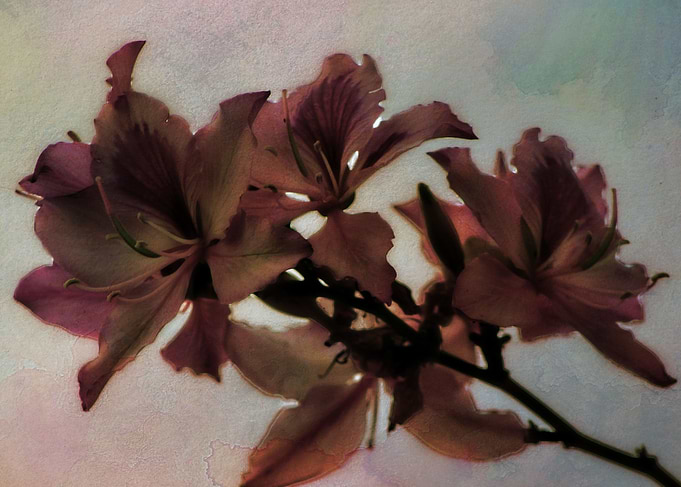 The floss silk tree is cultivated mostly for ornamental ...