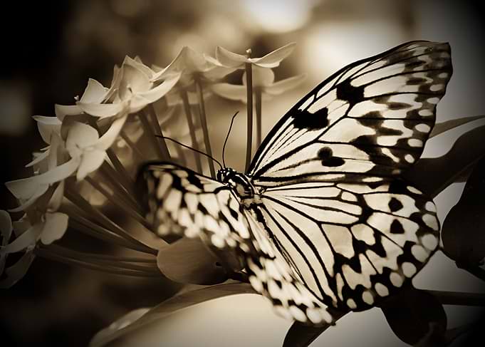 The Malabar Tree-nymph is a large butterfly found in pe ...