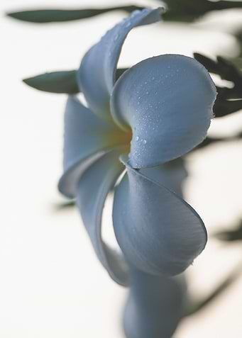 Plumeria white