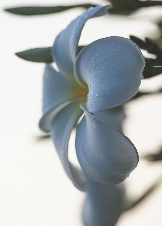 Plumeria white