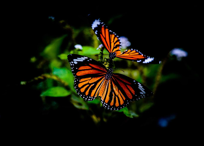Monarch Butterfly Duo