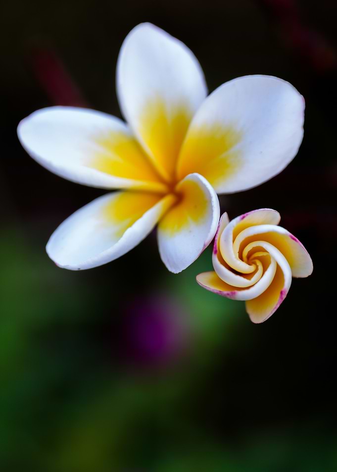 Plumeria Twist