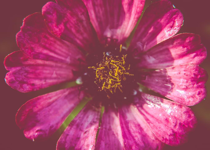 Wheel of flower petals