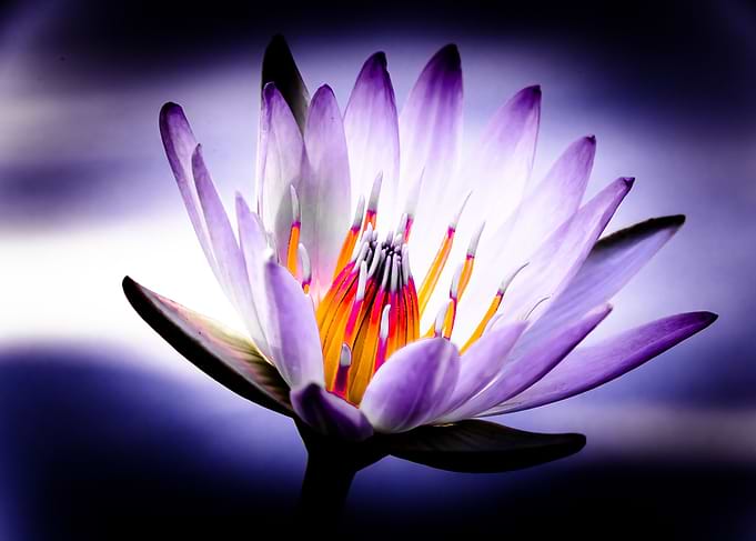 The Power Lily ... is captured in nature
