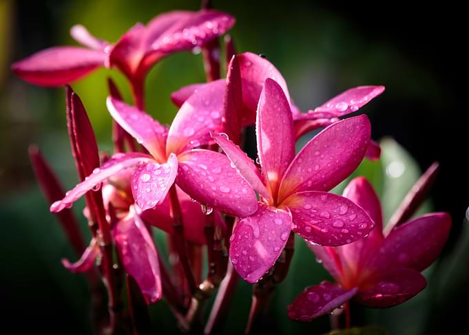 Plumeria is the most known flower for spa, spirit and w ...