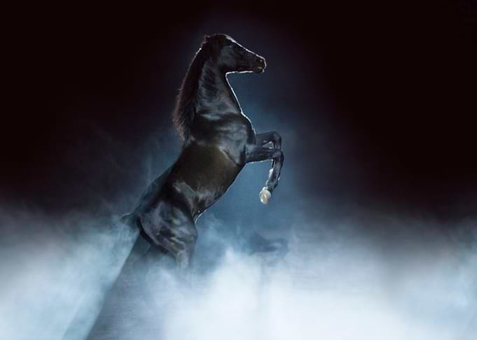 Black horse rearing