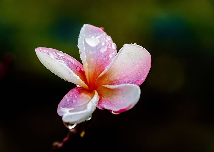 Solo Plumeria