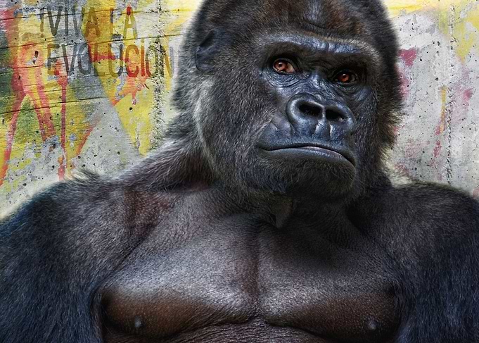 Viva La Evolucion! - Portrait of an expressive silv ...