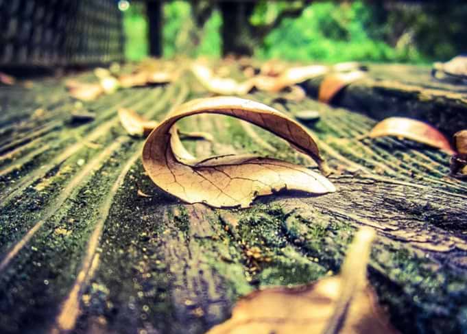 fallen leaf