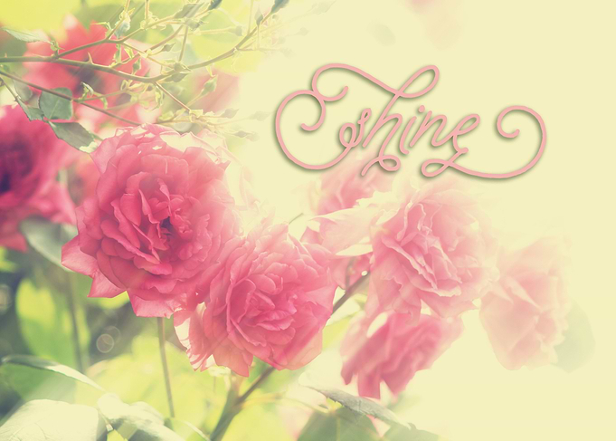 Beautiful Pink English Roses Shine Matte Sunlight Rays ...