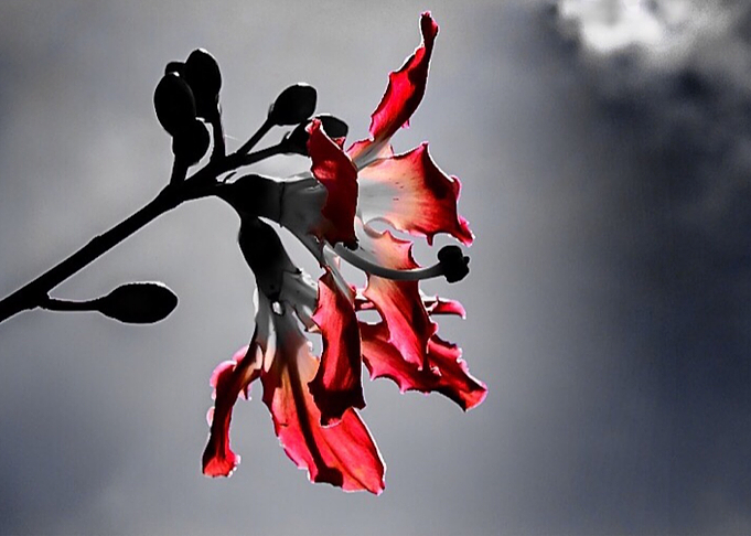 I miss you like the flower misses the sun